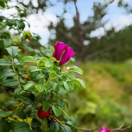 0235-romo-norre-frankel-63 Vakantiehuis *