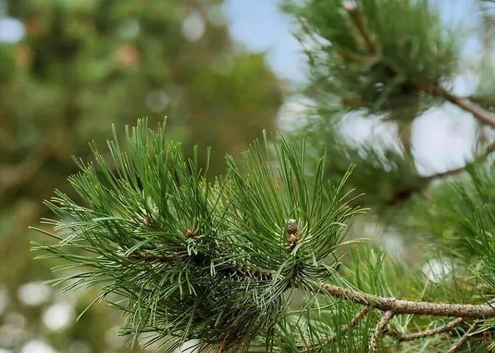 0235-romo-norre-frankel-63 Romo Kirkeby