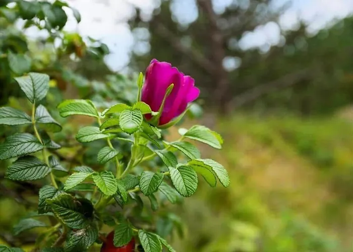 0235-romo-norre-frankel-63 *